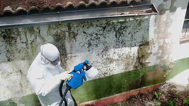 Top rated local Bathroom Mold Removal specialists in Henderson, TX